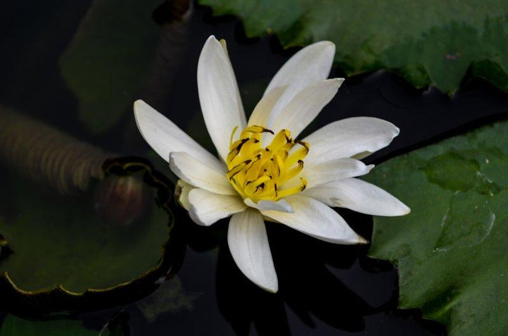 White Lilly Photography by Naveen Palanivelu | ArtZolo.com