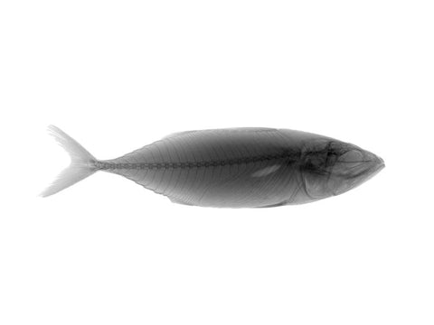 "Bangda": Steel Grey Photography (11x15) by Amit Sheokand | ArtZolo.com