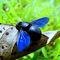 Animals photography titled 'Beetle Blue', 11x15 inches, by artist Rohit Belsare on