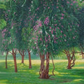 Landscape oil painting titled 'Blooming Beauty', 40x30 inches, by artist Gopal Nandurkar on Canvas