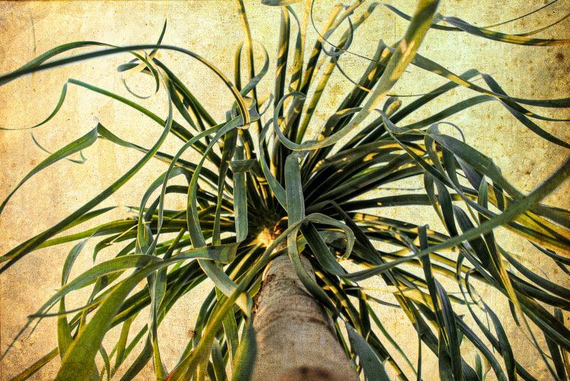 Nature Digital Painting digital art titled 'Botanic Archives', 14x21 inches, by artist Sumit Mehndiratta on canvas