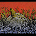 Animals printmaking titled 'Bream', 4x5 inches, by artist Arvind Sharma on Paper