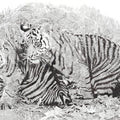 Animals pen drawing titled 'Brothers', 17x23 inches, by artist Surya Murthy on Paper