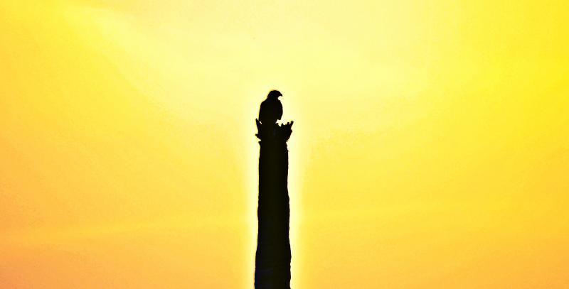 Abstract photography titled 'Brown Eagle 1', 11x22 inches, by artist Vaibhav Kadam on