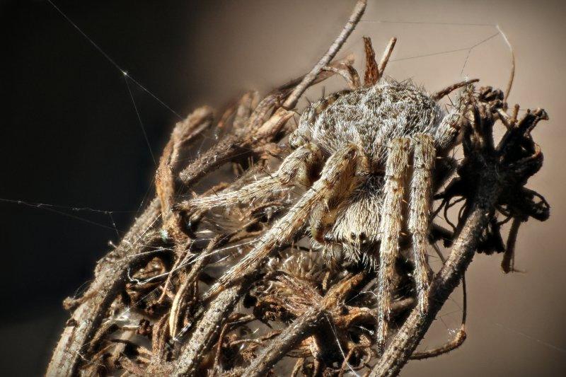 Animals photography titled 'Camouflage Spider', 11x17 inches, by artist Rainer Clemens Merk on