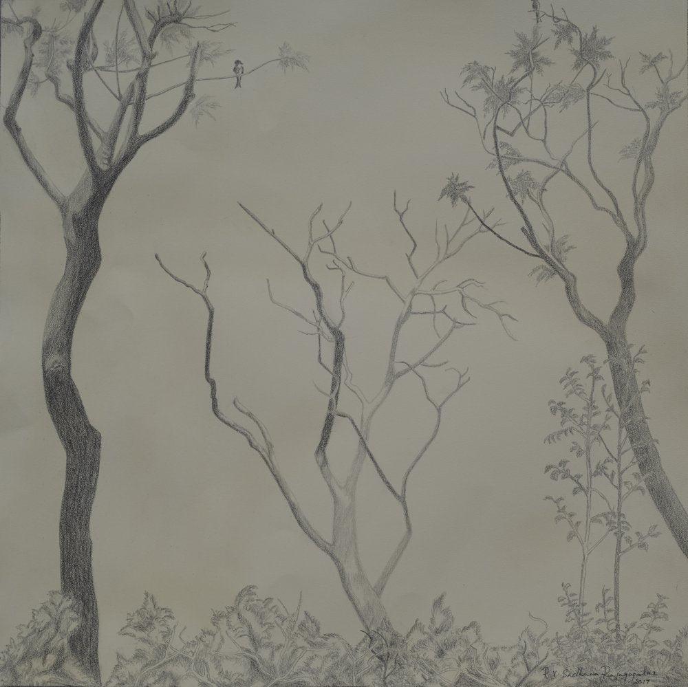 Nature pencil artcontent titled 'Campus trees', 18x18 inches, by artist Sadhana RV on paper
