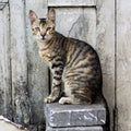 Animals photography titled 'City Cat', 17x11 inches, by artist Vishal Langthasa on