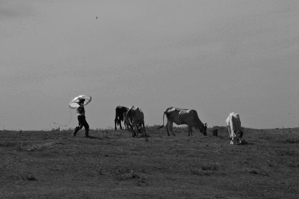 Surrealist photography titled 'Cow Boys With Umbrella', 11x17 inches, by artist Rahmat Nugroho on
