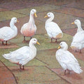 Animals acrylic painting titled 'Friend Circle', 30x40 inches, by artist Gopal Nandurkar on Canvas