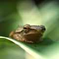 Animals photography titled 'Frog is an insect eating amphibian that', 11x17 inches, by artist Rahmat Nugroho on