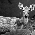 Animals photography titled 'Funny Deer In Black And White', 11x16 inches, by artist Rahmat Nugroho on