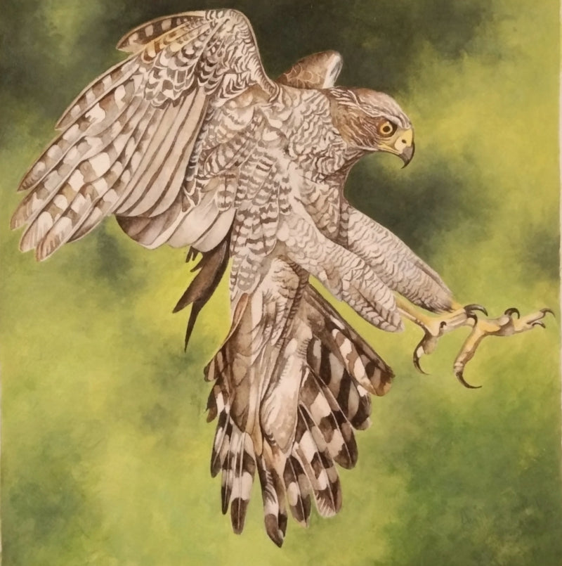 Gosehawk' animals watercolor painting by artist Anjana Sihag, 11x11 inch, on paper