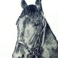 Animals ink drawing titled 'Horse 1', 20x16 inches, by artist Kamalesh Salaskar on Paper