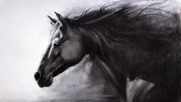 Horse Charcoal Drawing By Sundeep Kumar