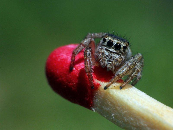Jumping Spider Photography by Rainer Clemens Merk | ArtZolo.com