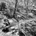 Photograph print titled 'Jungle Stream', 24x36 on Paper, by artist Gautham Manohar