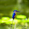 Nature photography titled 'King Fisher', 11x20 inches, by artist Vaibhav Kadam on