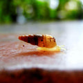 Animals photography titled 'Larva', 11x17 inches, by artist Rohit Belsare on