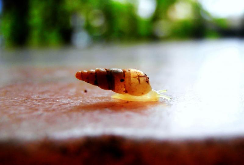 Animals photography titled 'Larva', 11x17 inches, by artist Rohit Belsare on