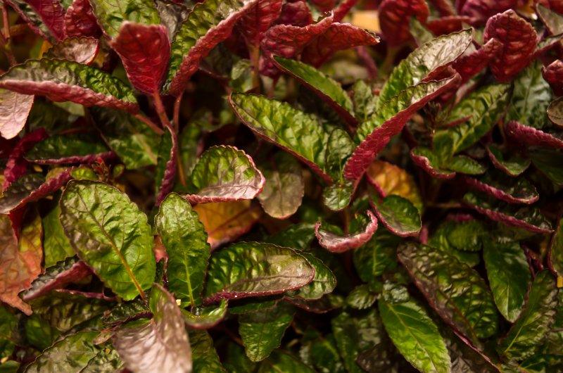 Landscape photography titled 'Leaves', 11x17 inches, by artist Naveen Palanivelu on