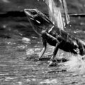 Animals photography titled 'Lizard In Bw', 11x17 inches, by artist Rahmat Nugroho on