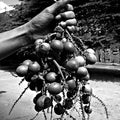 Still-life photography titled 'Matoa fruit especially from papua', 17x11 inches, by artist Rahmat Nugroho on