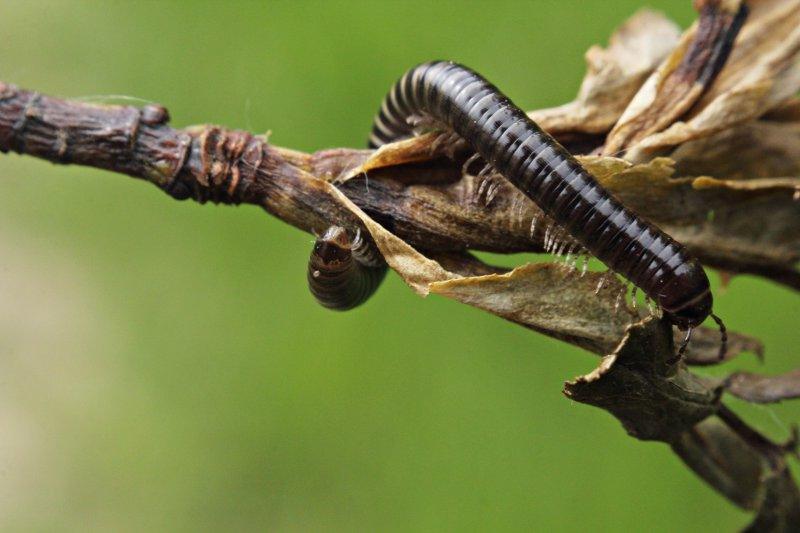 Animals photography titled 'Millipede', 11x17 inches, by artist Rainer Clemens Merk on