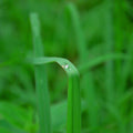 Nature photography titled 'Morning dew on grass', 11x17 inches, by artist SHARAD KANDALKAR on