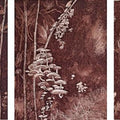 Nature printmaking titled 'Mushrooms In The Woods', 7x21 inches, by artist Prachi Sahasrabudhe on Paper