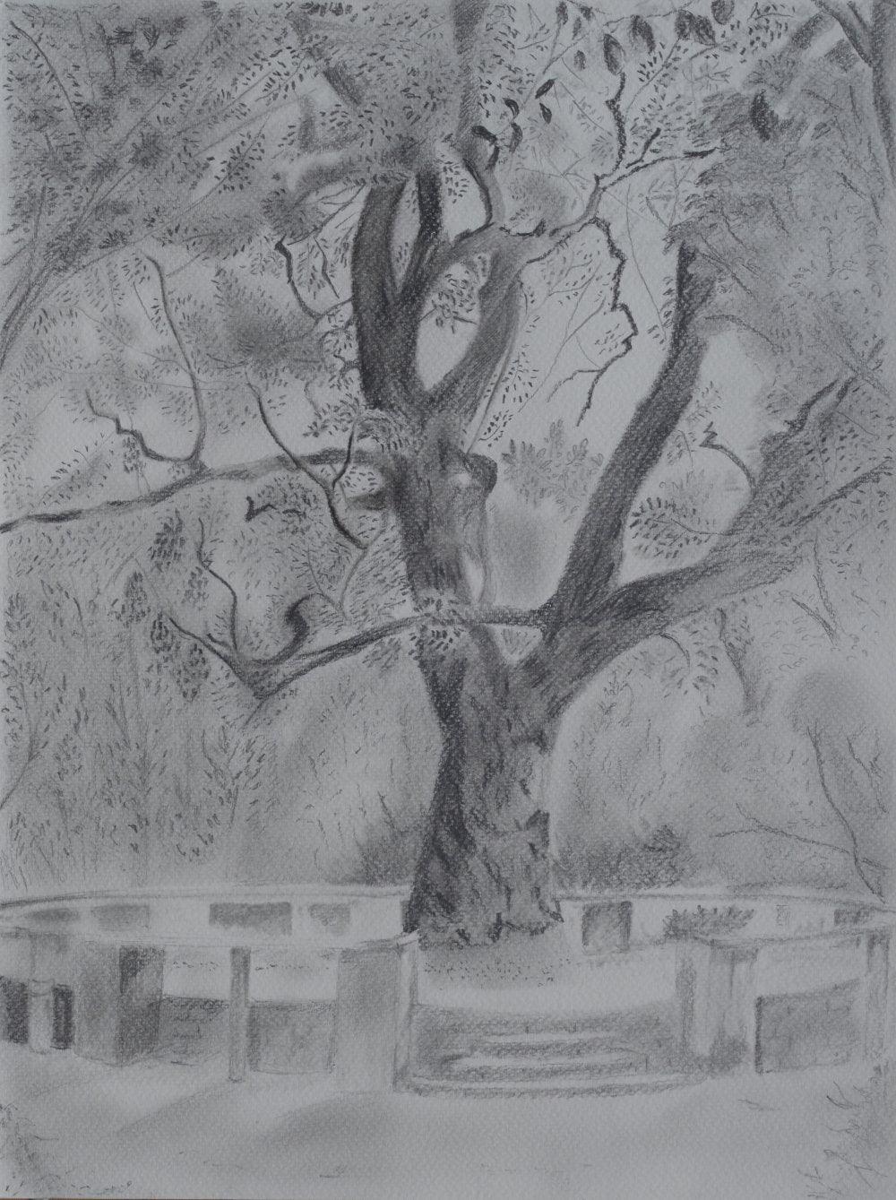 Nature pencil artcontent titled 'Neem Circle', 12x16 inches, by artist Srinivasan R on paper