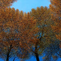 'New Beginning' nature oil painting by artist Pardeep Singh, 30x60 inch, on canvas
