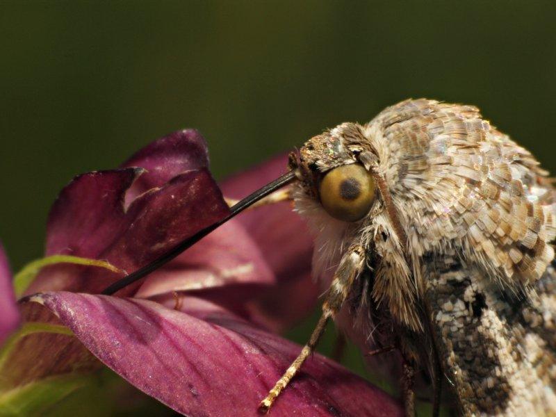 Animals photography titled 'Noctuidae 1', 11x15 inches, by artist Rainer Clemens Merk on