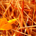 Nature photography titled 'Orange Grass', 11x15 inches, by artist Rohit Belsare on