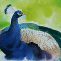 Animals watercolor painting titled 'Peacock 1', 10x15 inches, by artist Rupesh Sonar on Paper