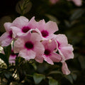 Nature photography titled 'Pink Flowers', 11x17 inches, by artist Naveen Palanivelu on