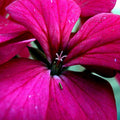 Nature photography titled 'Pink Petals', 11x15 inches, by artist Rohit Belsare on