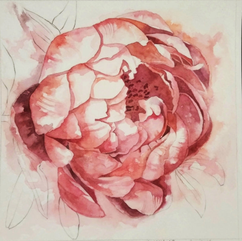 Pink Rose' nature watercolor painting by artist Anjana Sihag, 8x8 inch, on paper