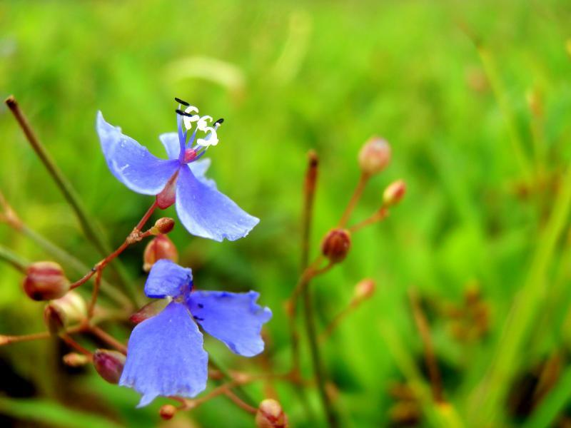 Nature photography titled 'Purple Flower', 11x15 inches, by artist Rohit Belsare on