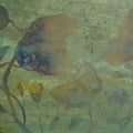 Sag Of Nature 11' nature mixed-media painting by artist Susanta Das, 12x16 inch, on paper