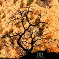 Nature photography titled 'Shadowed Tree', 11x17 inches, by artist Rohit Belsare on