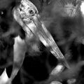 Animals photography titled 'Sharp Bird Eye In Black And White', 11x17 inches, by artist Rahmat Nugroho on