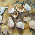 Nature watercolor painting titled 'Shells', 11x15 inches, by artist Shagufta Mehdi on Paper