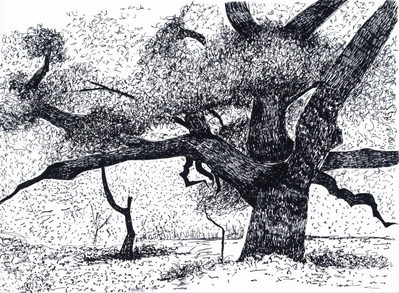 'Silent Canopy' nature ink drawing by artist Ankit Kushwaha, 6x8 inch, on paper