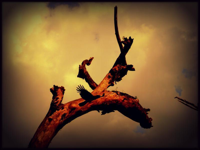 Nature photography titled 'Sun Shine On Tree ', 11x15 inches, by artist Rohit Belsare on