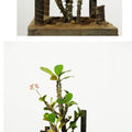 Nature sculpture titled 'The Cube', 7x5x5 inches, by artist Abhishek Salve on Mixedmedia