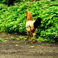 Animals photography titled 'The Hen', 11x15 inches, by artist Rohit Belsare on