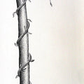 Nature pen drawing titled 'Thirst 52', 16x30 inches, by artist Nuril Bhosale on Paper