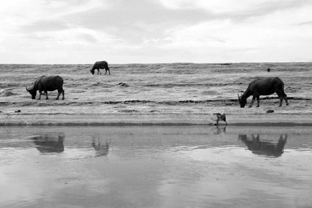 Animals photography titled 'Three Cows', 11x17 inches, by artist Rahmat Nugroho on