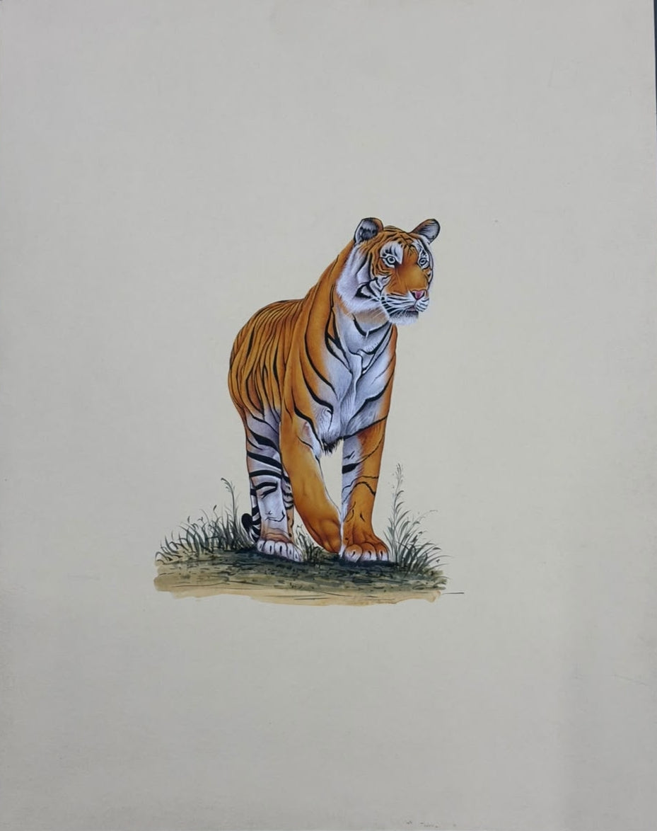 Tiger 6' animals miniature Traditional Art by artist Unknown, 14x11 inch, on paper