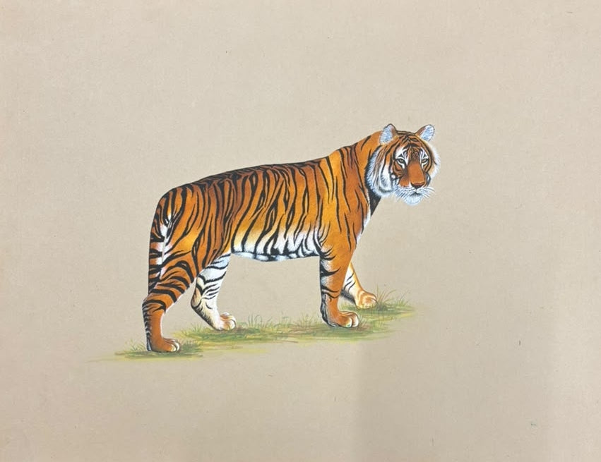 Tiger 7' animals miniature Traditional Art by artist Unknown, 11x14 inch, on paper